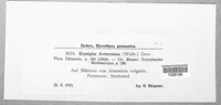 Golovinomyces artemisiae image